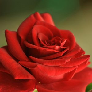 Rose Satchmo Dark Orange-Red - Rosa 17cm