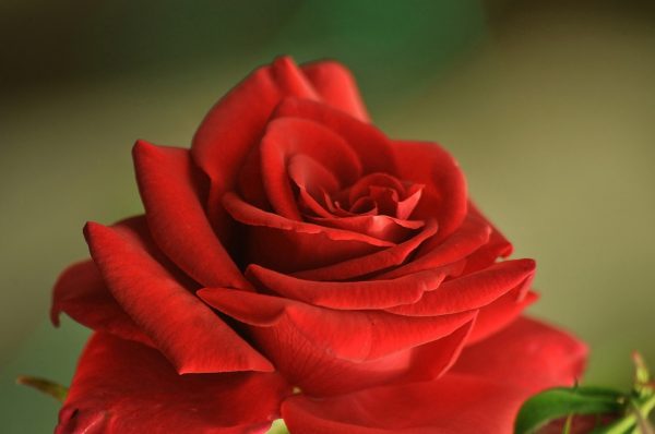 Rose "Satchmo" (Rosa Floribunda) Dark Orange-Red 17cm pot