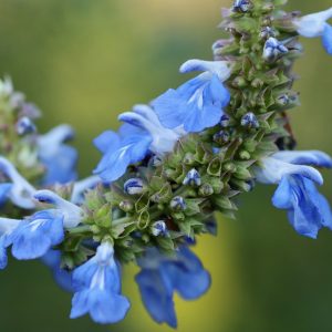 Salvia Blue African Sage - Salvia africana-caerulea 15cm