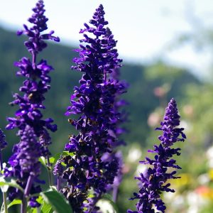 Salvia Indigo Spires Blue - Salvia longispicata x farinacea 17cm