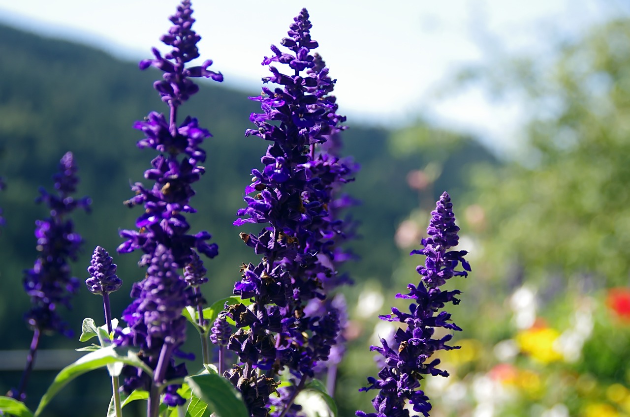 Salvia Indigo Spires Blue - Salvia longispicata x farinacea 17cm
