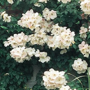 Rose Sally Holmes Shrub - Rosa 17cm
