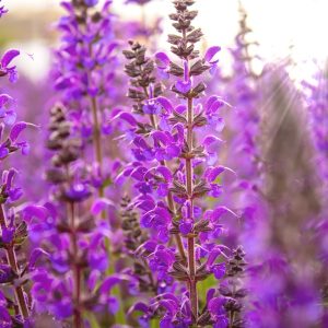 Salvia Mystic Spires Purple Blue - Salvia longispicata x farinacea 15cm