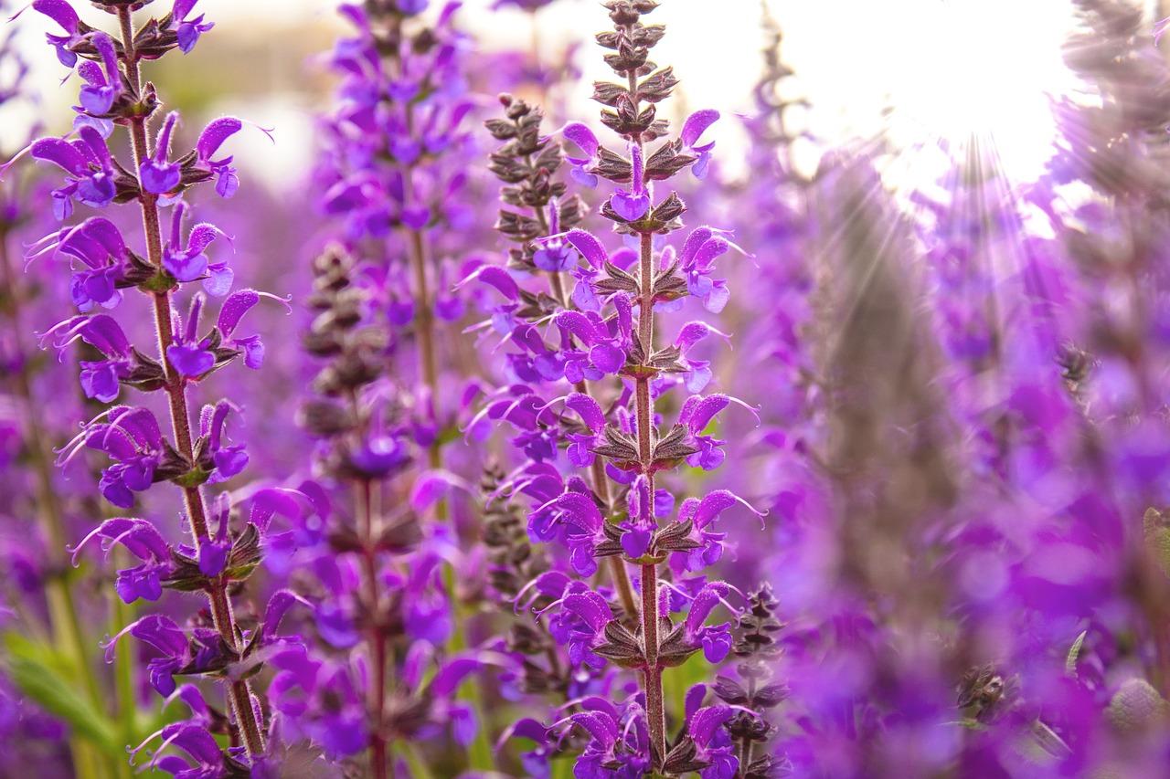 Salvia Mystic Spires Purple Blue - Salvia longispicata x farinacea 15cm