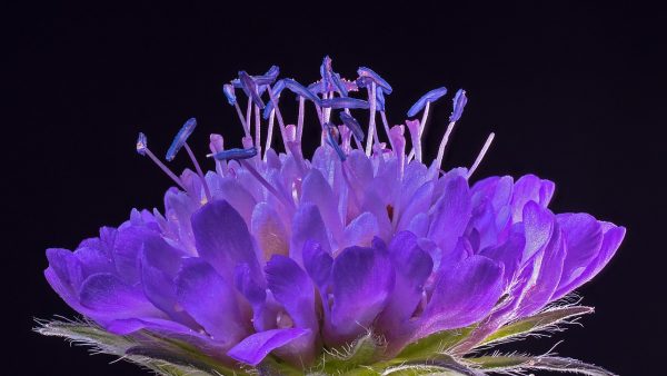 Wild Scabious (Scabiosa Columbaria) Vivid Violet 15cm pot - Image 2