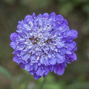 Scabious Vivid Violet - Scabiosa columbaria 15cm