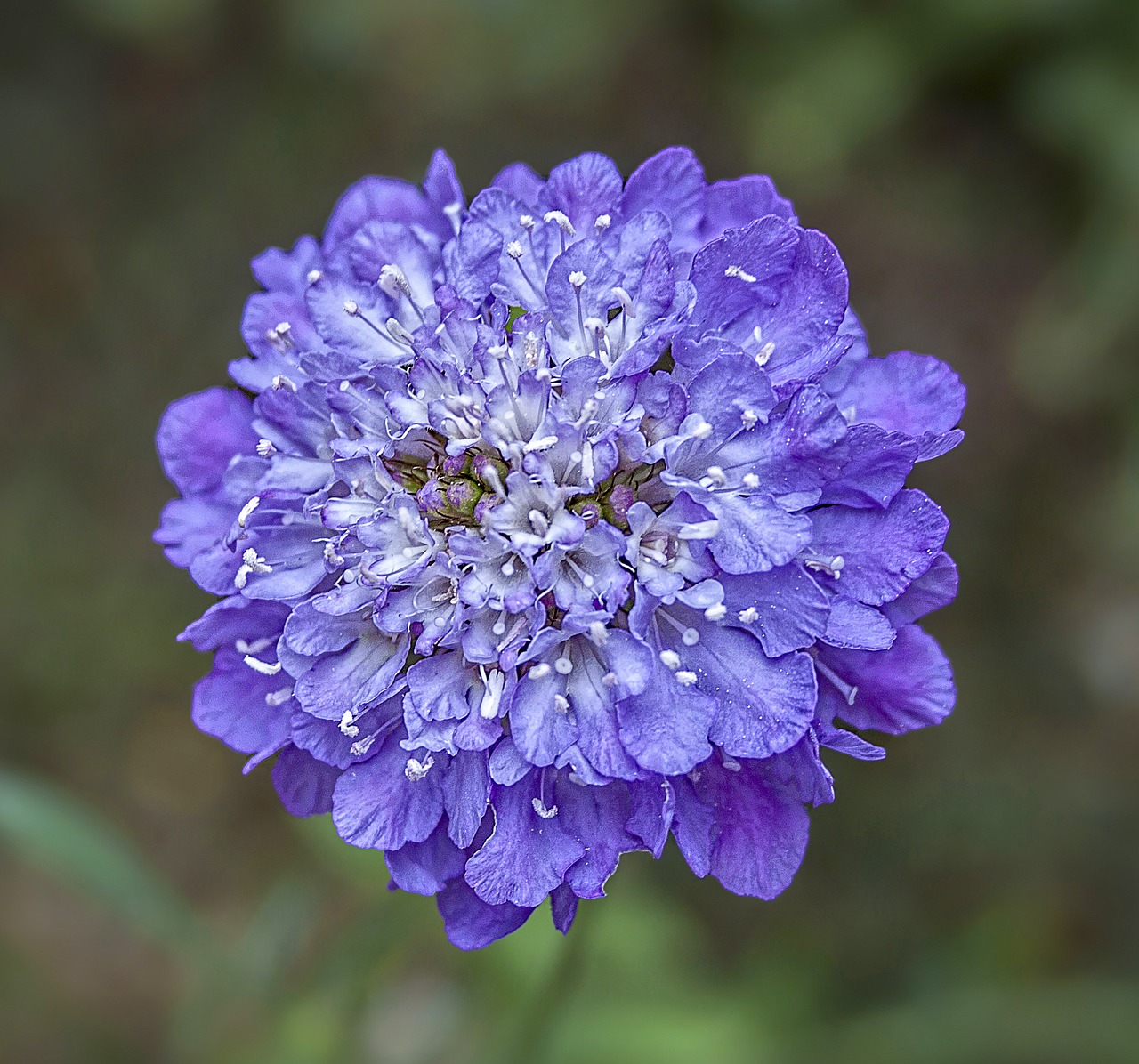 Scabious Vivid Violet - Scabiosa columbaria 15cm