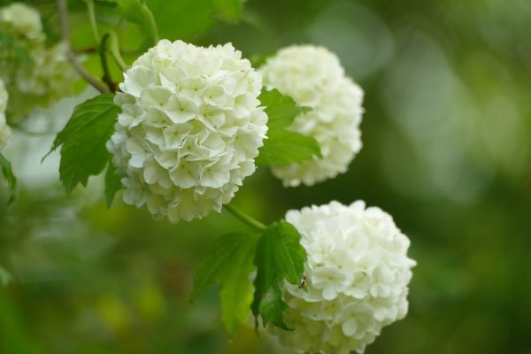 Sweet Viburnum (Viburnum Sinensis) 22cm pot - Image 3