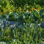 edible garden