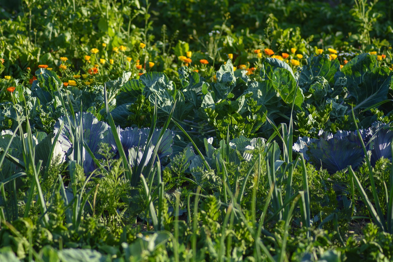 edible garden