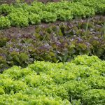 vegetable