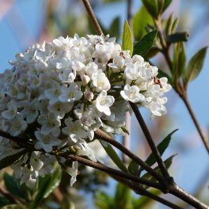 Sweet Viburnum - Viburnum odoratissimum 22cm