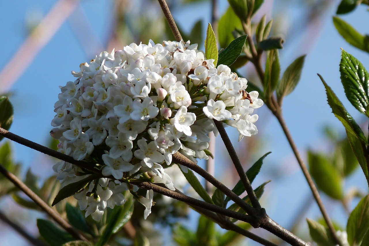 Sweet Viburnum - Viburnum odoratissimum 22cm