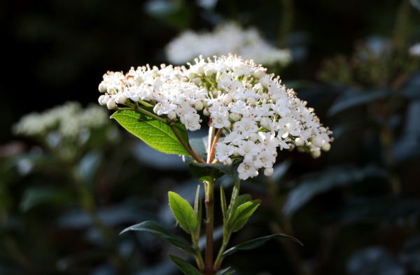 Sweet Viburnum (Viburnum Sinensis) 22cm pot - Image 2