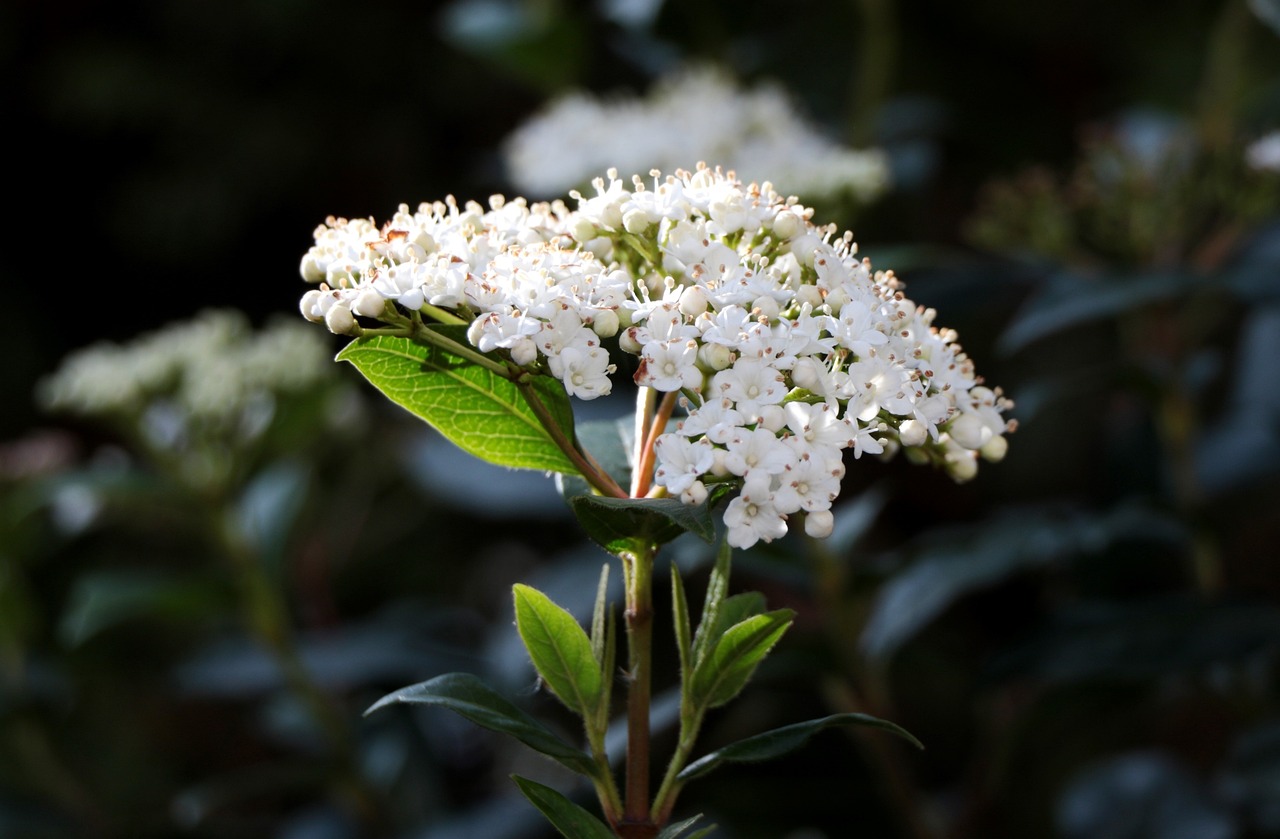 Sweet Viburnum - Viburnum odoratissimum 22cm - Image 2