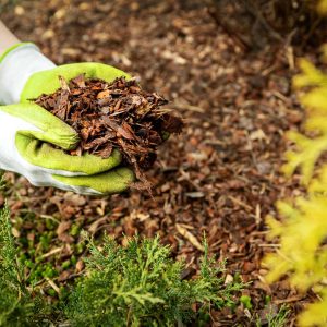 Woodchip Mulch Cube