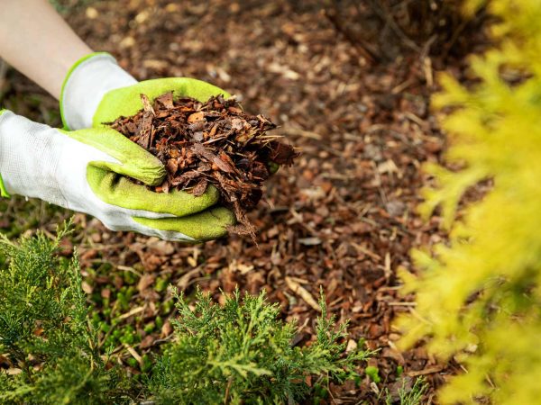 Woodchip Mulch (Cube)