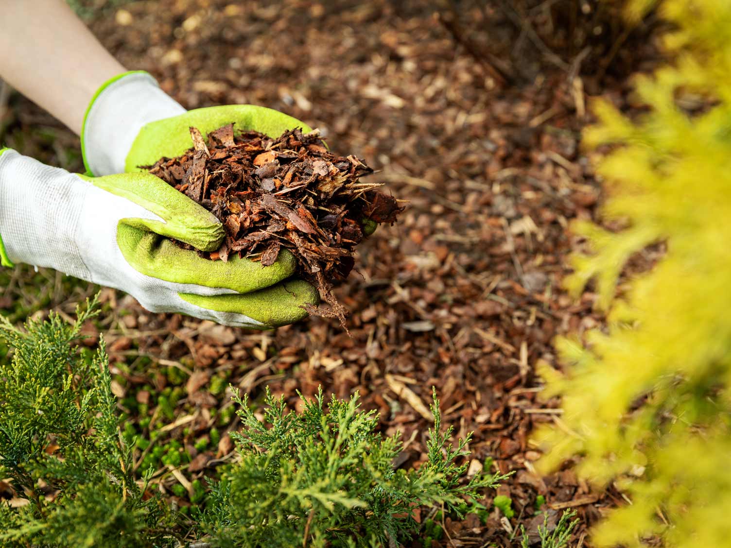 Woodchip Mulch Cube