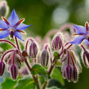 Borage Blue - Borago officinalis 15cm