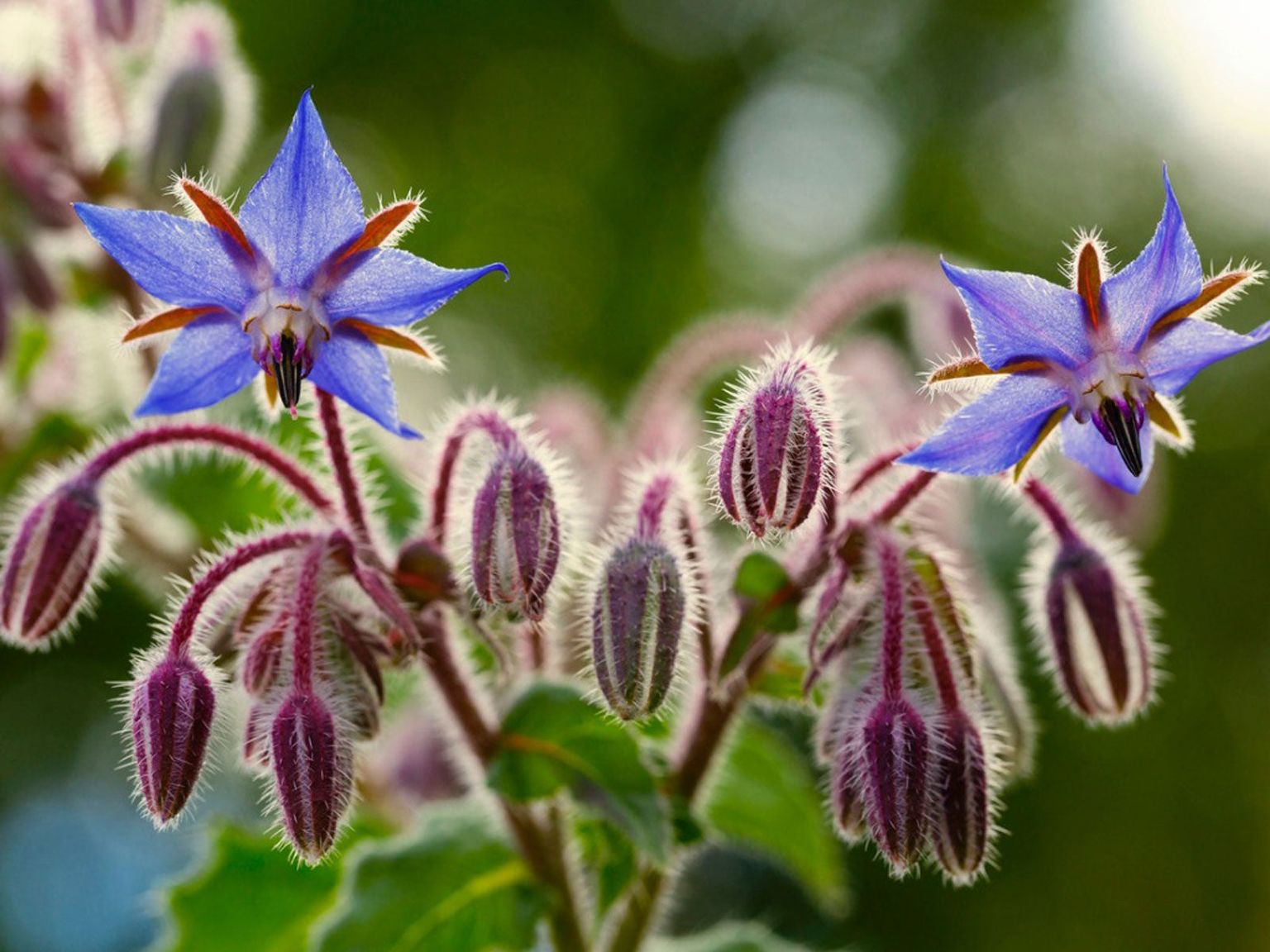 Borage Blue - Borago officinalis 15cm