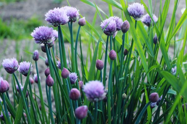 Chives 12cm Pot