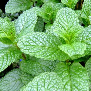 Garden Mint - Mentha spp 15cm