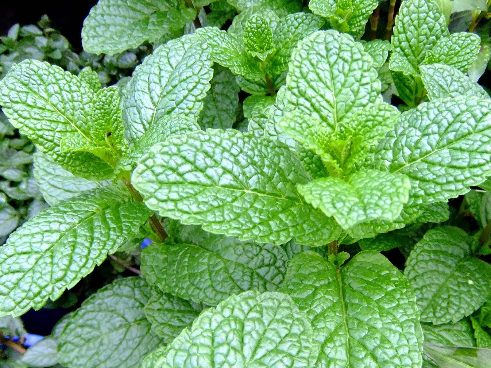 Garden Mint - Mentha spp 15cm