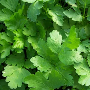 Parsley Flat Leaf - Petroselinum crispum 15cm