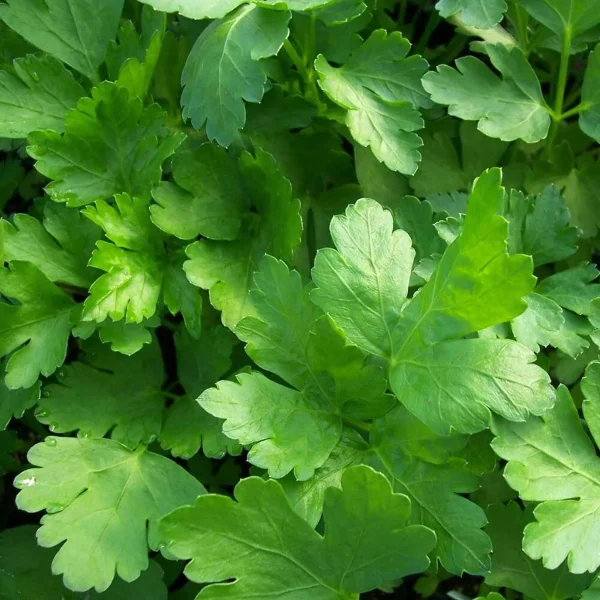 Parsley Flat leaf 15cm Pot