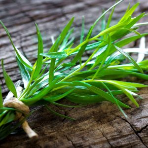 French Tarragon - Artemisia dracunculus 15cm