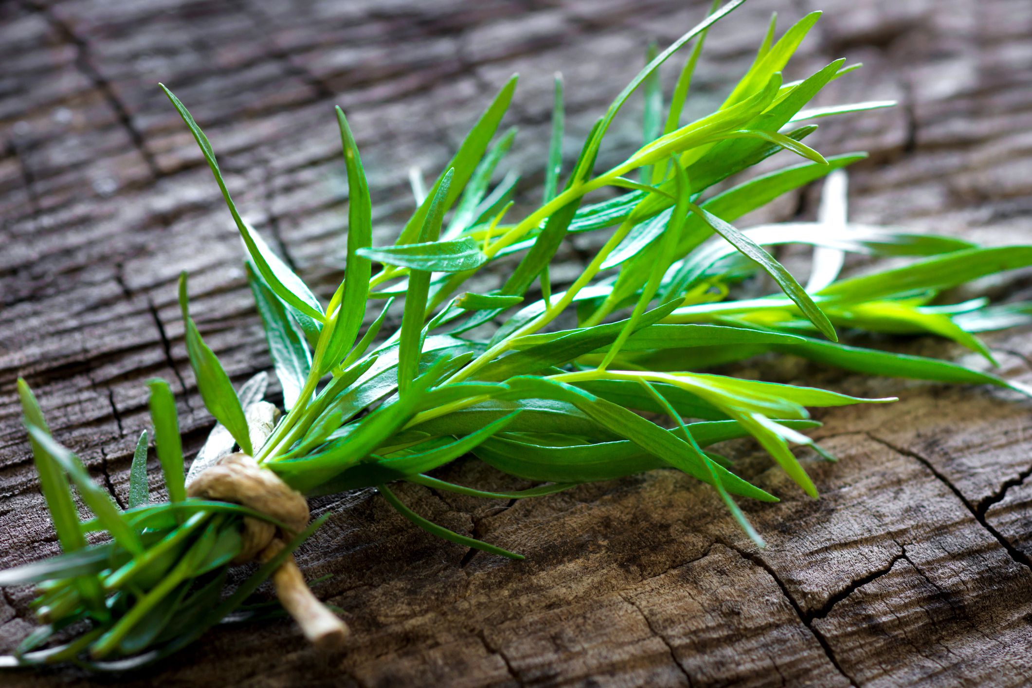 French Tarragon - Artemisia dracunculus 15cm