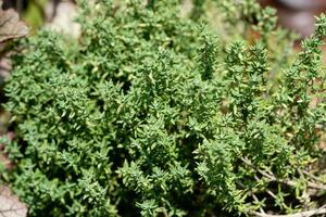 Thyme - Thymus vulgaris 15cm