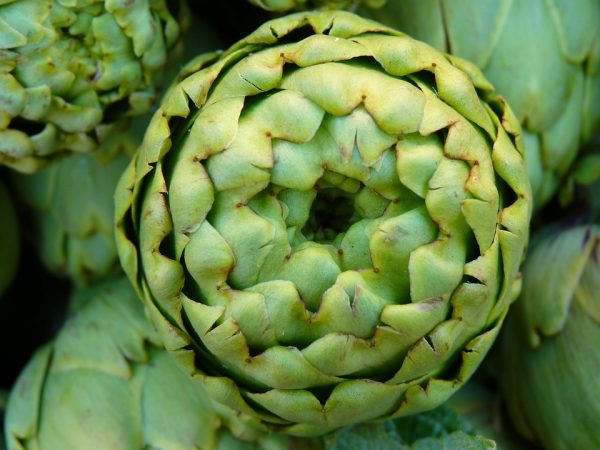 Artichoke 15cm Pot