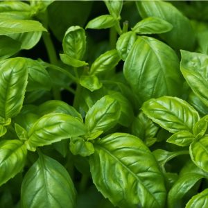 Annual Basil 15cm