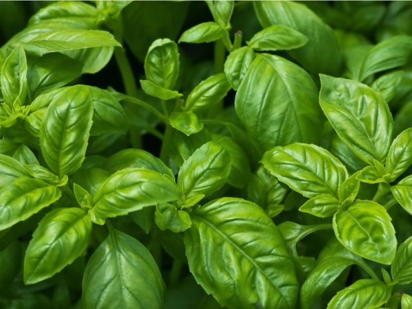 Basil annual 15cm Pot