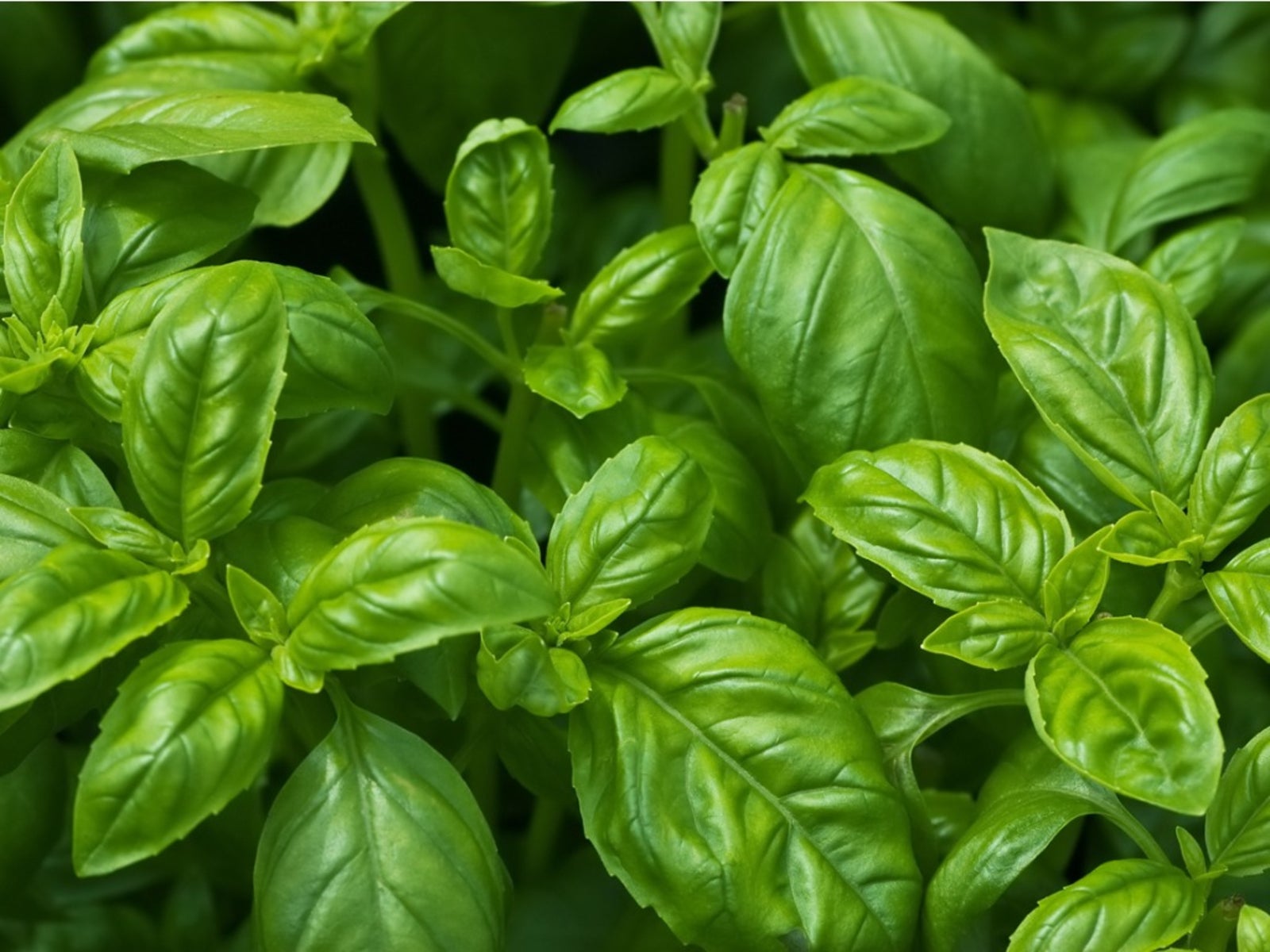 Annual Basil 15cm