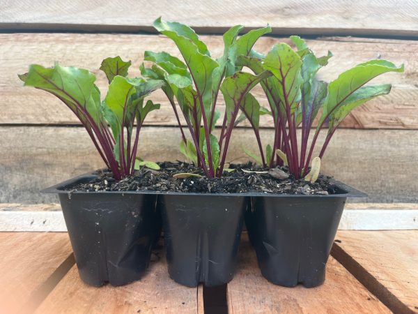 Beetroot 6pk