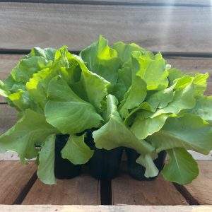 Butter Lettuce Green 6pk