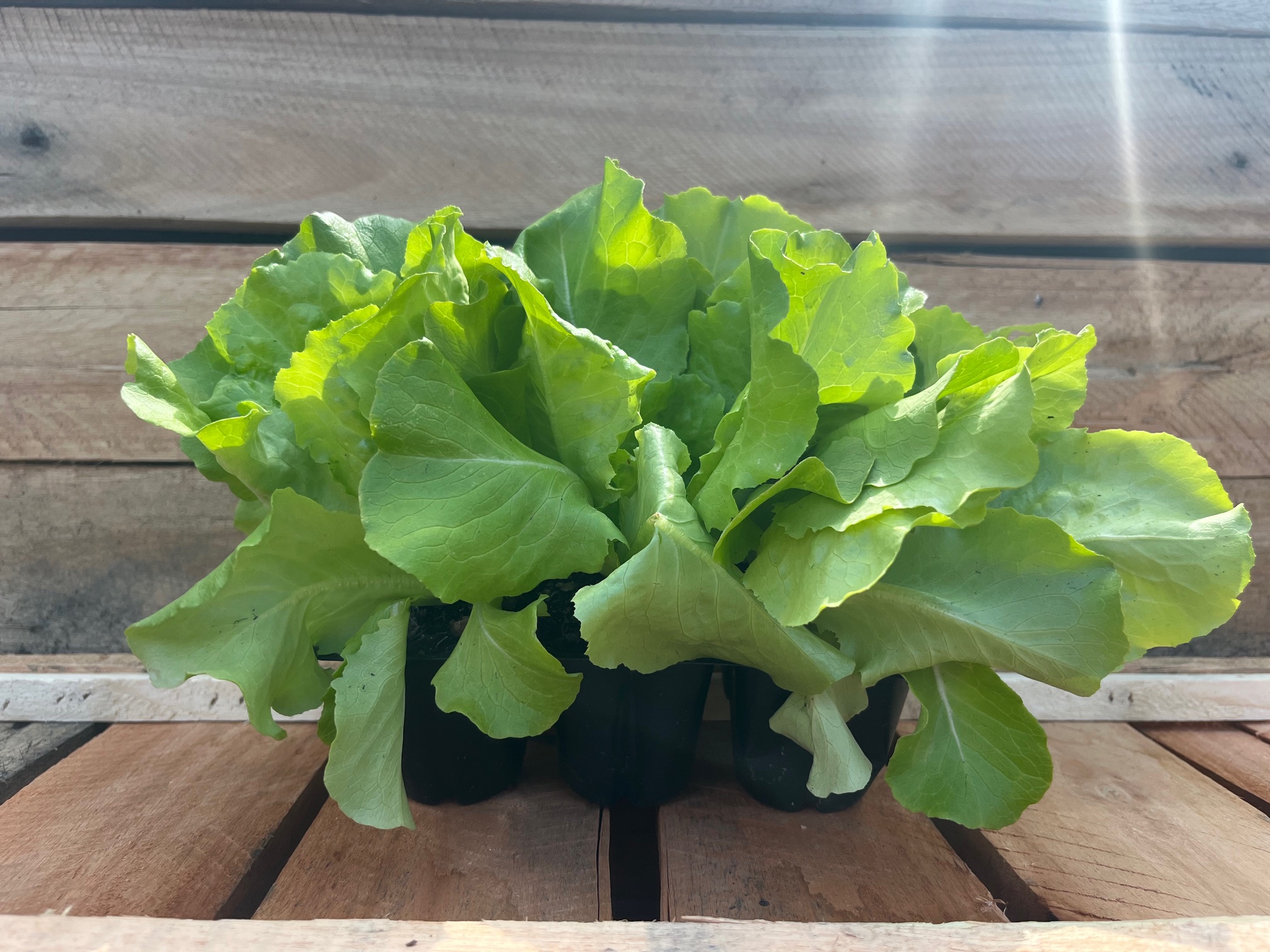 Butter Lettuce Green 6pk