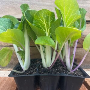 Chinese - Chinese cabbage 6pk