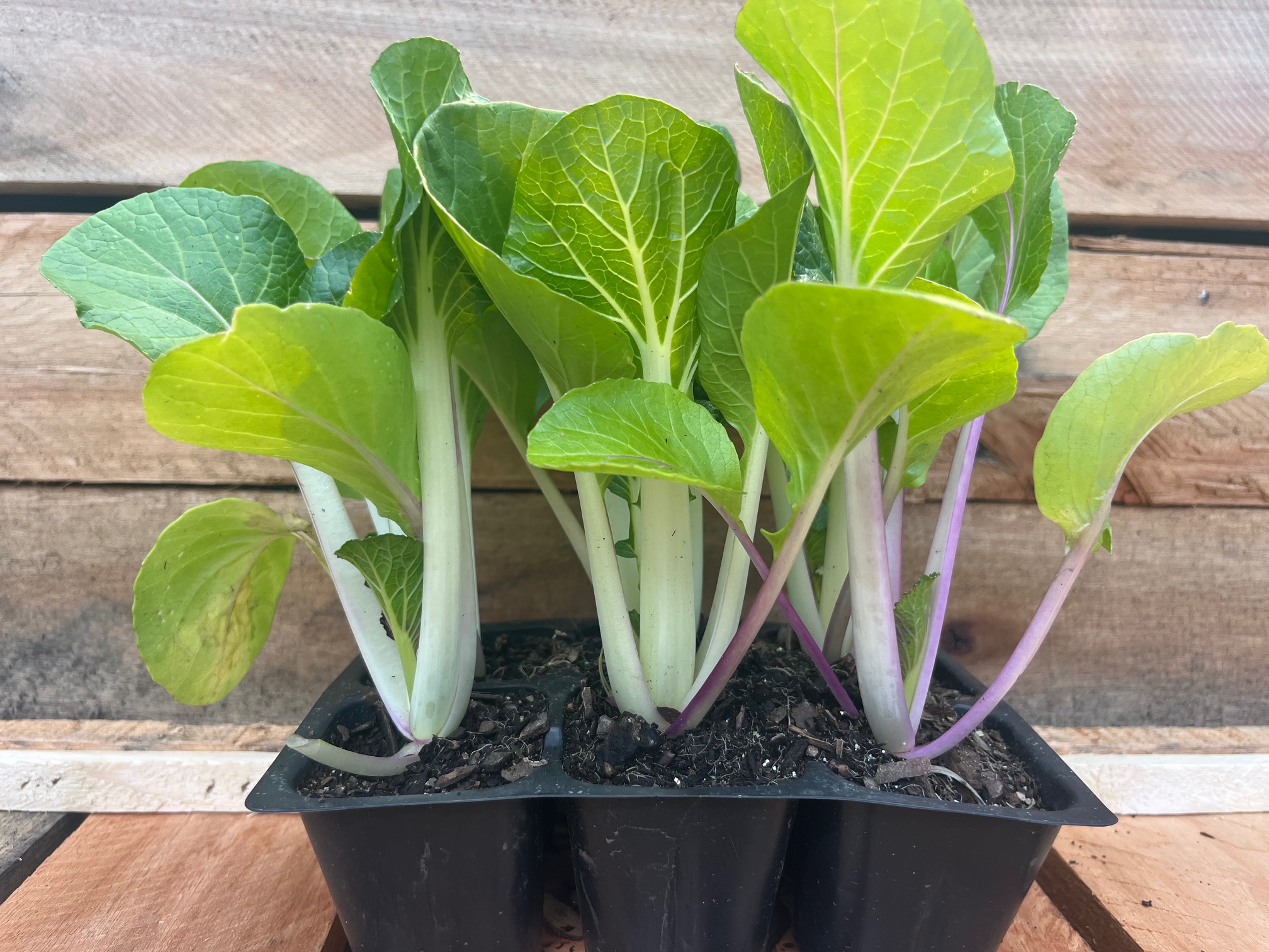 Chinese - Chinese cabbage 6pk