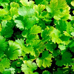 Coriander 15cm