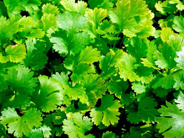 Coriander 15cm Pot