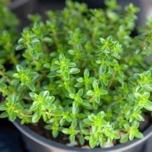 Lemon Thyme - Thymus Citriodorus 15cm