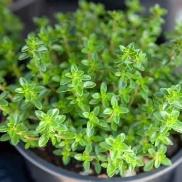 Lemon Thyme - Thymus Citriodorus 15cm