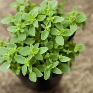 Oregano - Origanum vulgare 17cm