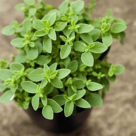 Oregano - Origanum vulgare 17cm