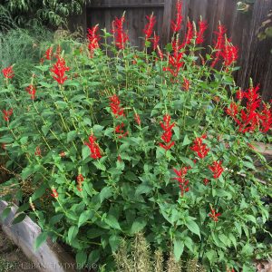 Pineapple Sage - Salvia elegans 15cm