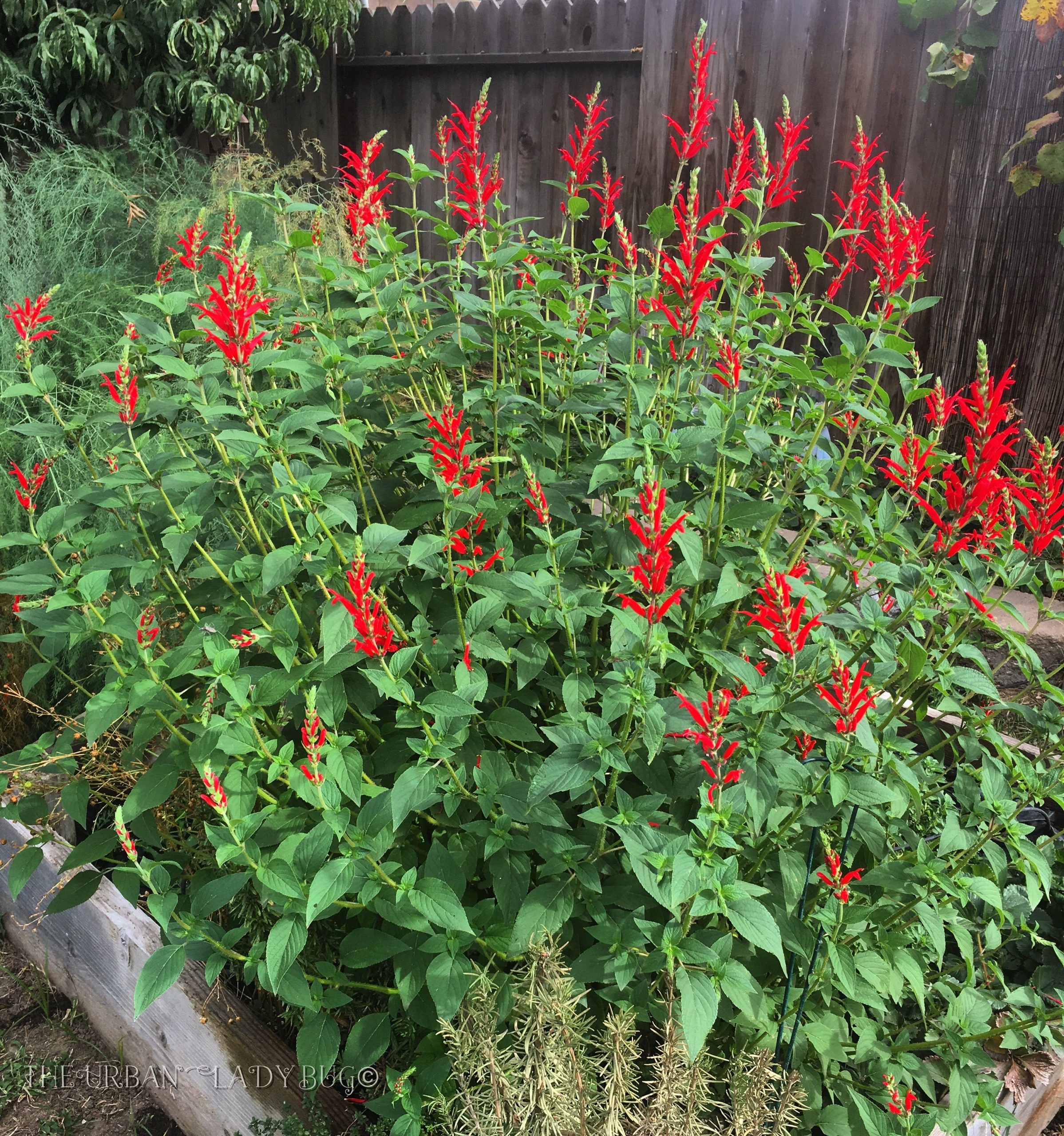 Pineapple Sage - Salvia elegans 15cm