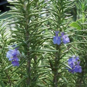 Rosemary Tuscan Blue - Salvia rosmarinus 15cm
